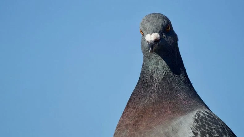 Как регламентировать процессы в агентстве и не превратиться в контрол-фрика
